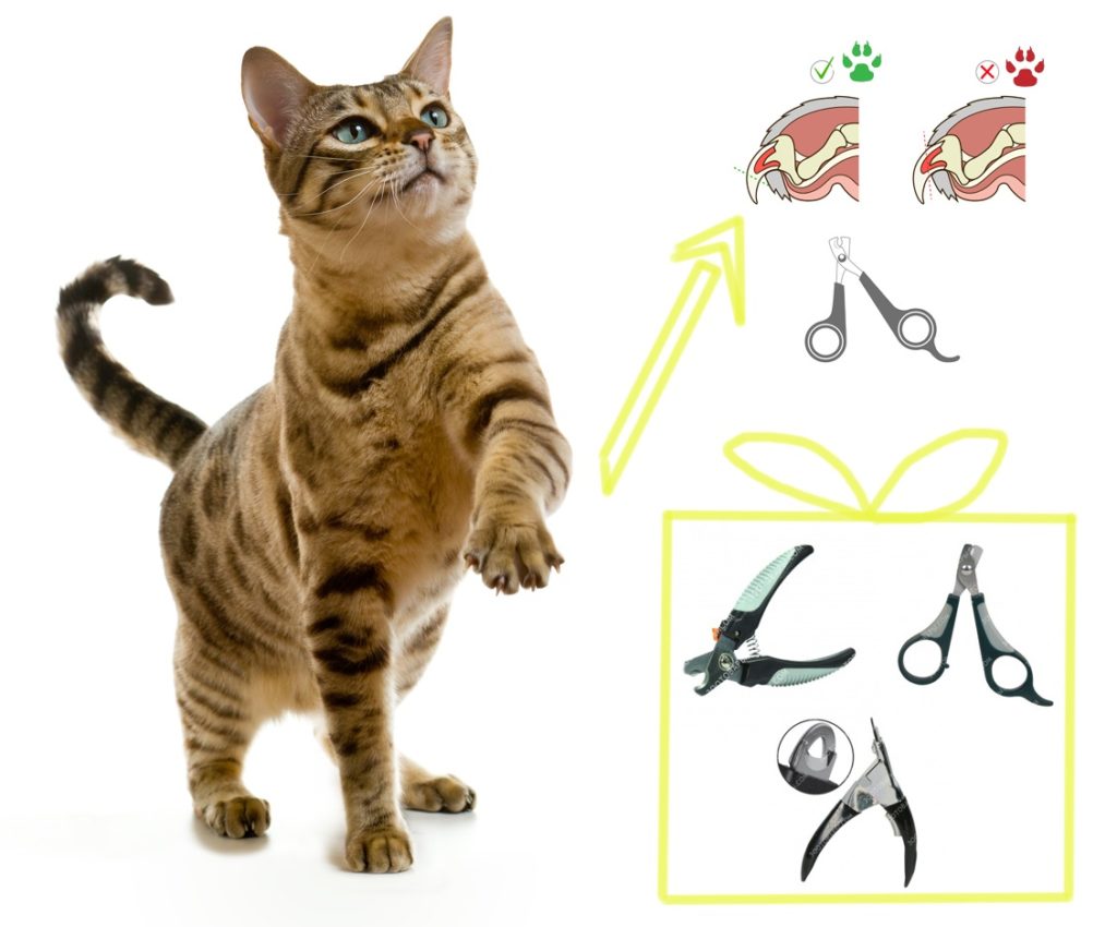 Как правильно стричь когти кошке 🐈 Инструкция | Pet7